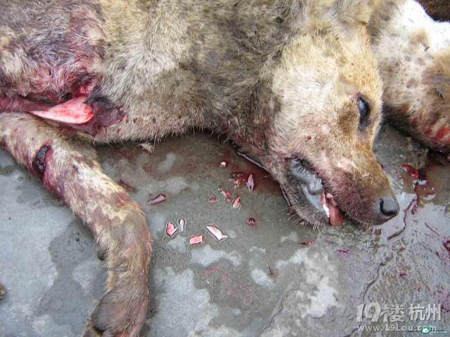 父亲用嘴吸毒血患狂犬病死亡 伟大父爱背后隐藏着无知(组图)