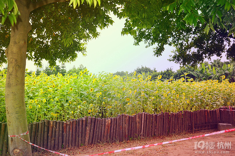 葵花成海,你在不在