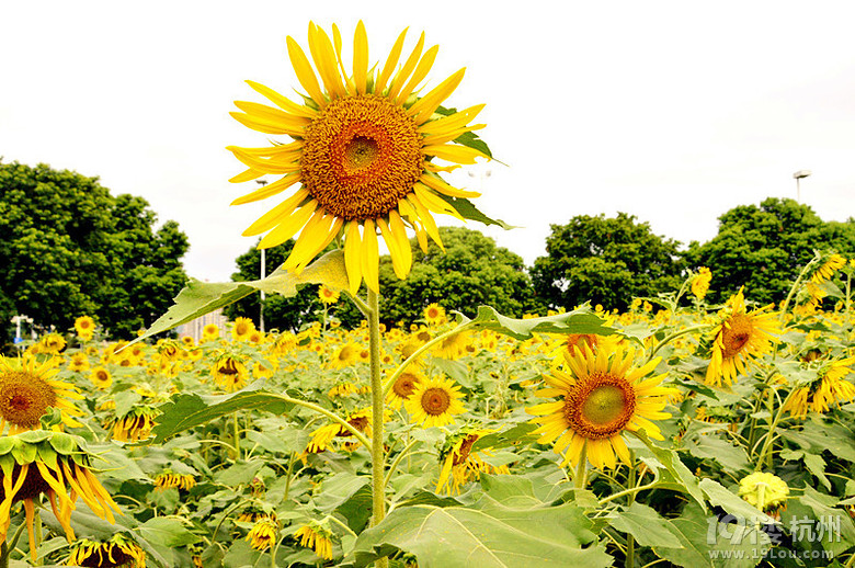 葵花成海,你在不在