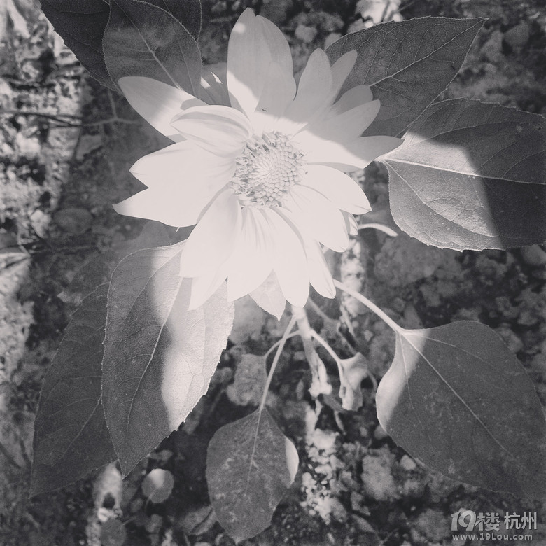 看向日葵去啦!美院小游~看圖玩啦~~