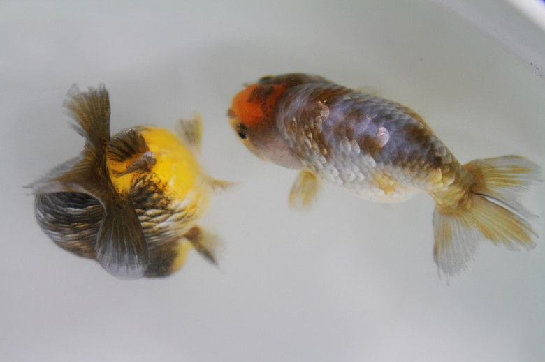 花香鱼欢迎国庆