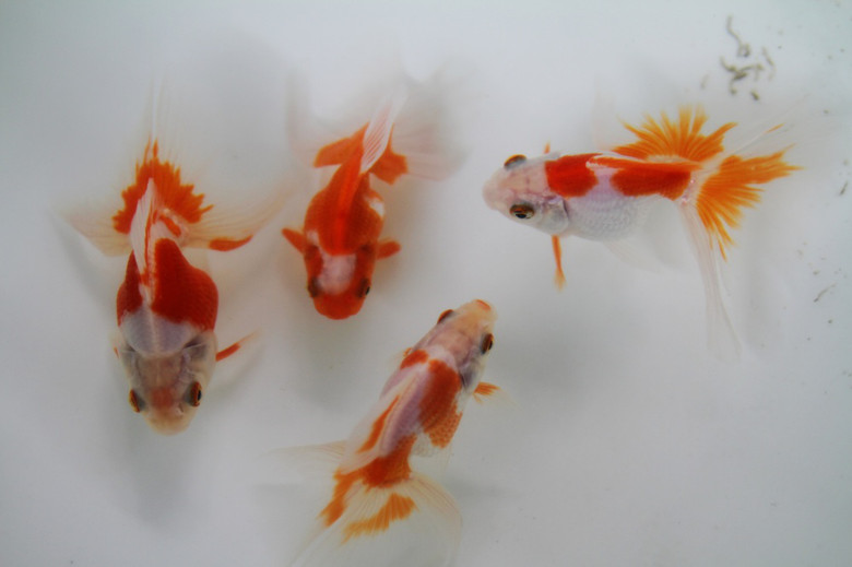 花香鱼欢迎国庆