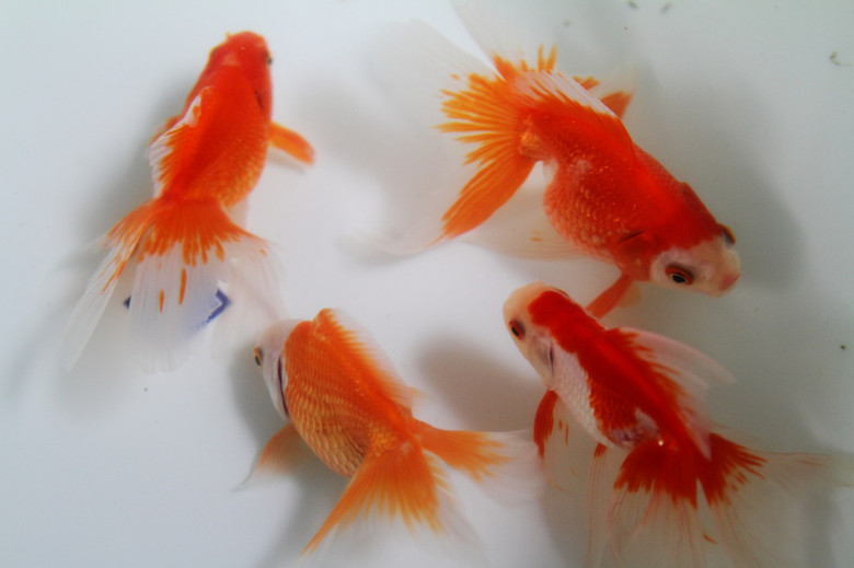 花香鱼欢迎国庆