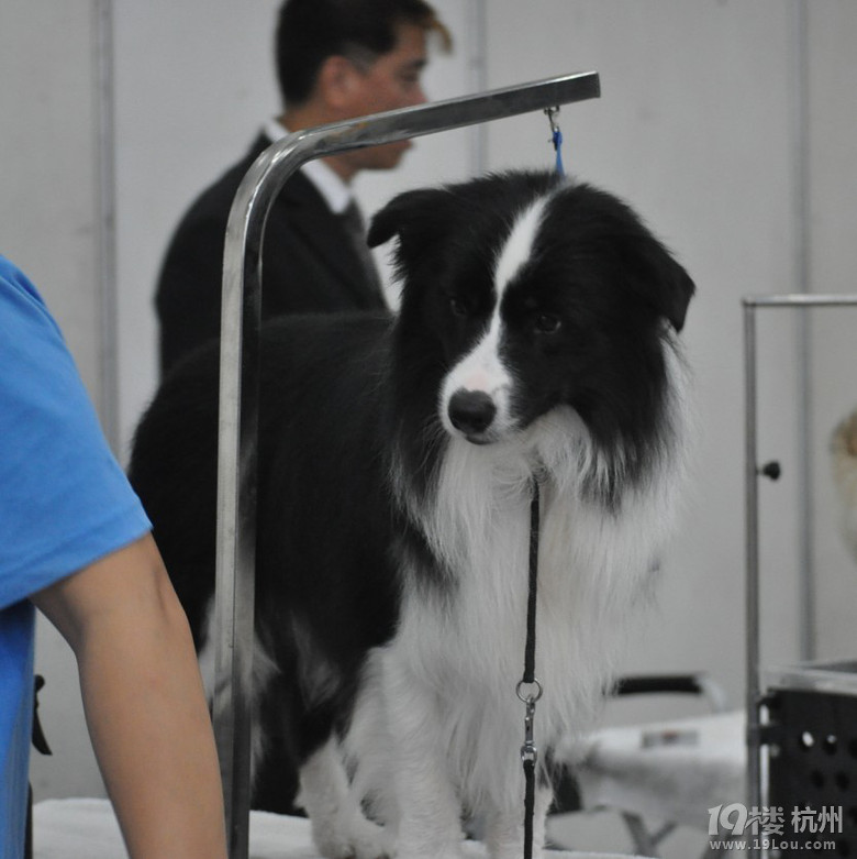 2013年9月29-30号cku杭州赛事-边境牧羊犬  海量图片