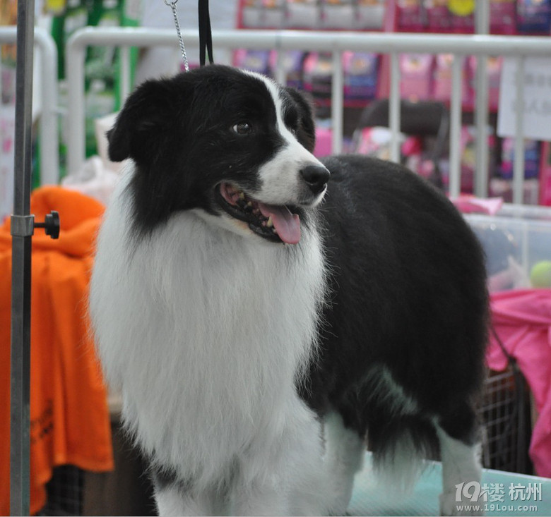 2013年9月29-30号cku杭州赛事-边境牧羊犬  海量图片