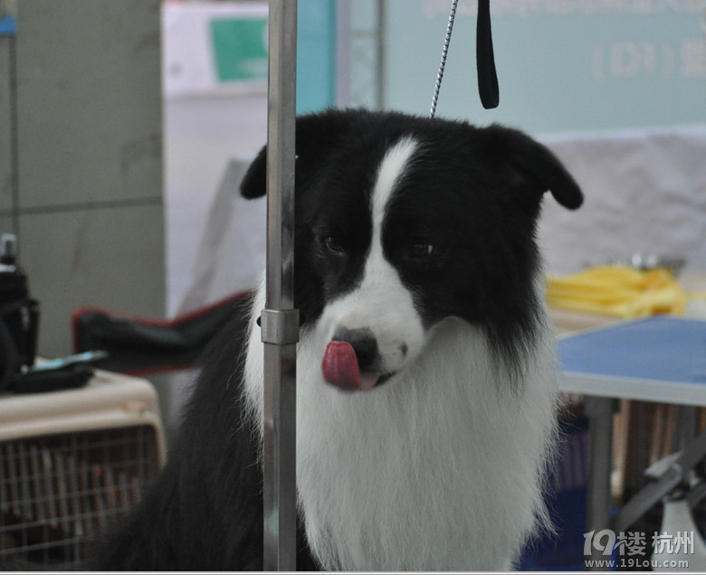 2013年9月29-30号cku杭州赛事-边境牧羊犬  海量图片