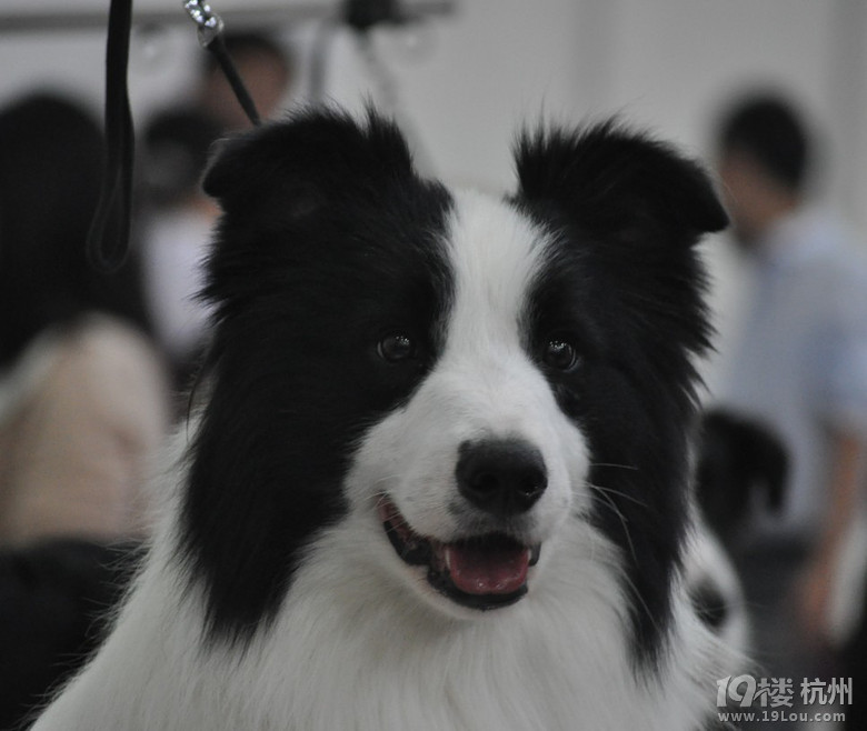 2013年9月29-30号cku杭州赛事-边境牧羊犬  海量图片