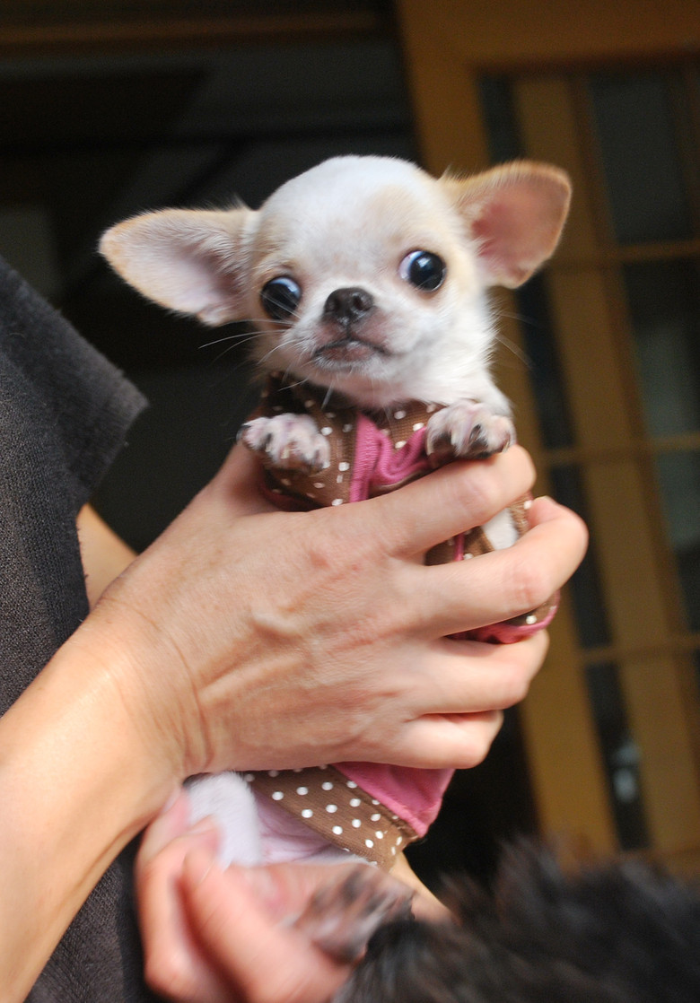 小可爱---吉娃娃