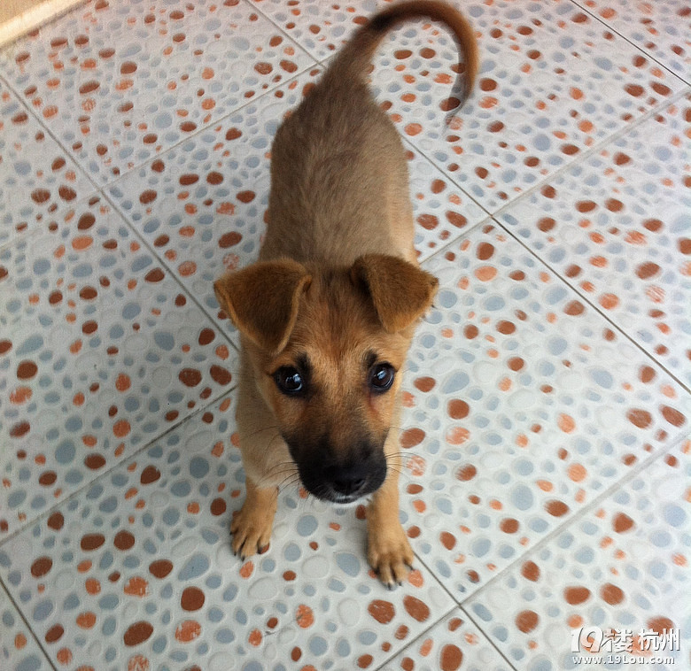 乖巧聪明雌性三个月大中华田园犬找新家