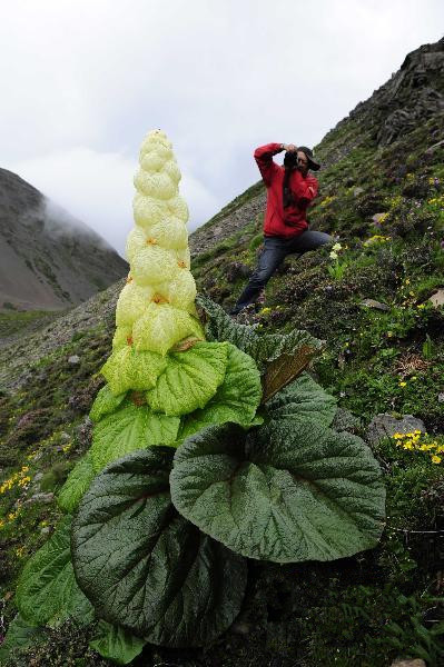 西藏植物-塔黄!摄影欣赏
