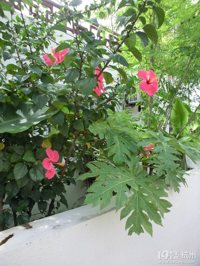 长滩十一游
