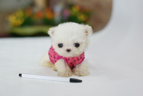 永远长不大狗狗