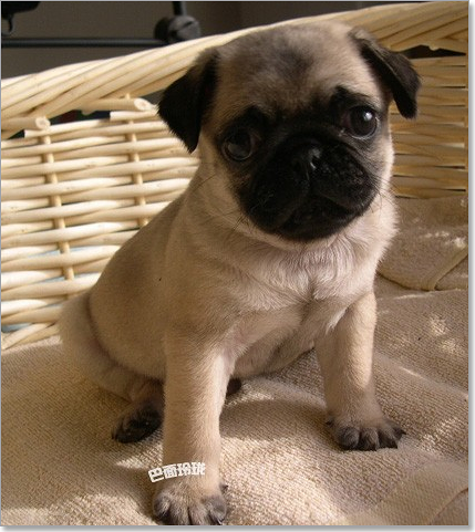 憨厚可爱皱皮小巴哥宝宝 求带走