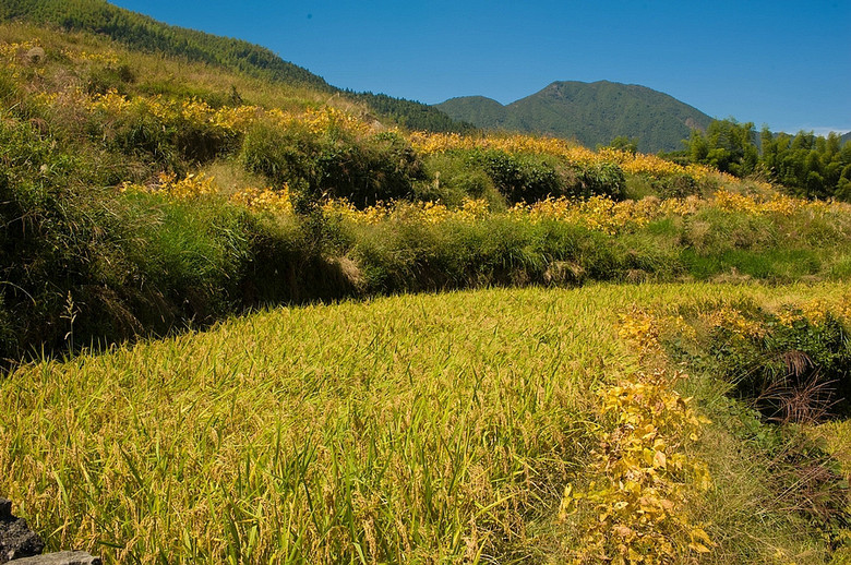 【丽山秀水】云和梯田金灿灿