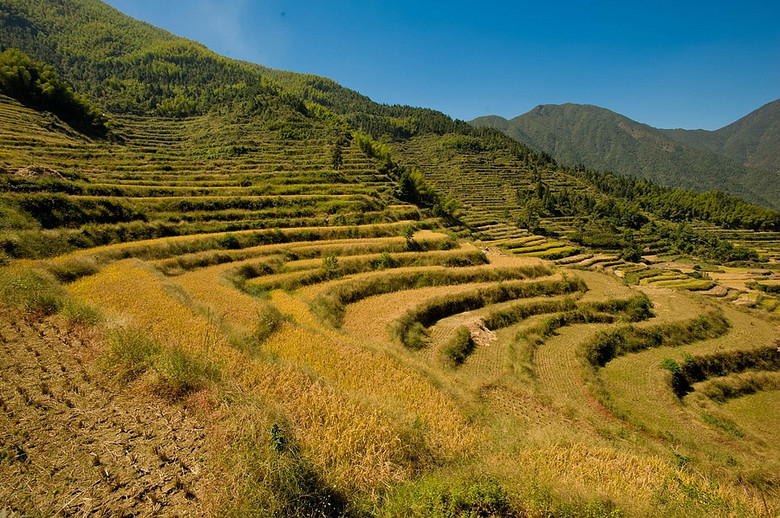 【丽山秀水】云和梯田金灿灿