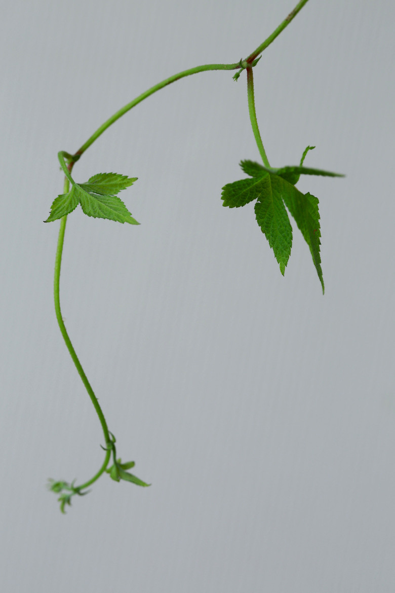 秋风吹叶茎枝俏