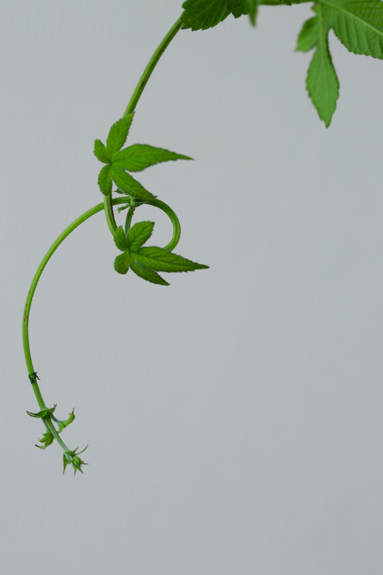 秋风吹叶茎枝俏