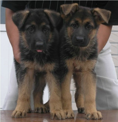 宠物狗出售纯种德国牧羊犬锤系德牧幼犬黑背警犬弓背聪明狼狗活泼
