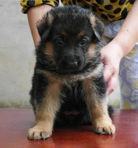 宠物狗出售纯种德国牧羊犬锤系德牧幼犬黑背警犬弓背聪明狼狗活泼