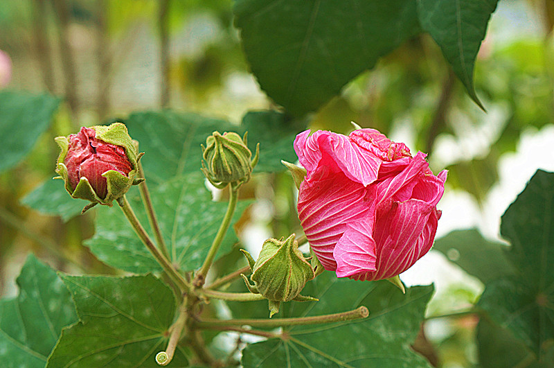 美在芙蓉花