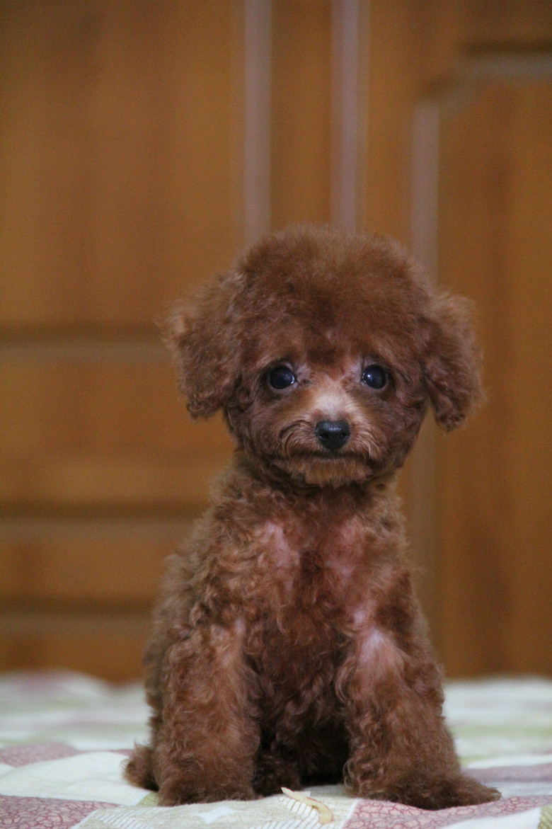 精品 小体娃娃脸深红贵宾{出售}