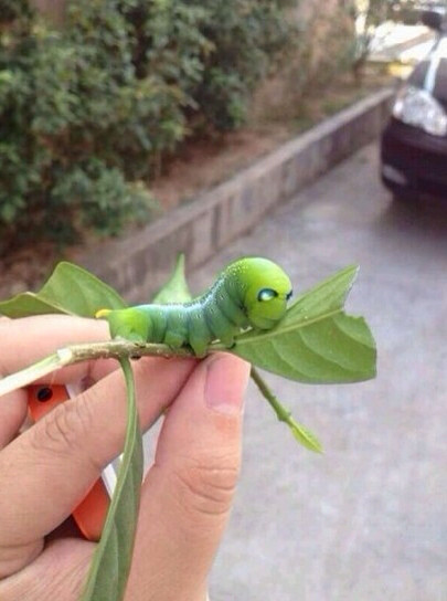 钢铁侠小青虫!忒萌了