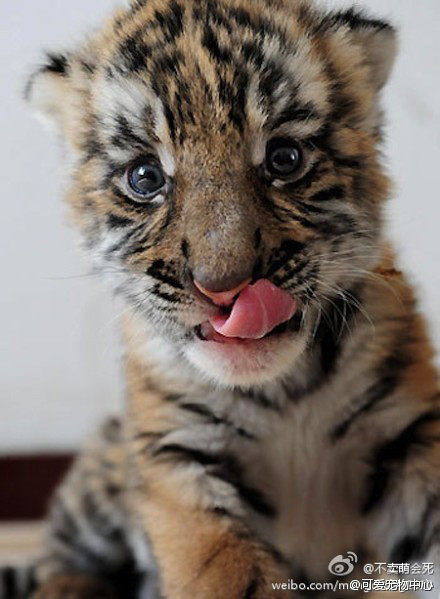 萌萌萌!蹦星人吐舌头专辑 太可爱了-早知道-城事-杭州19楼