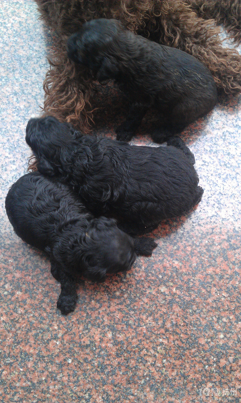 全黑贵宾初成长