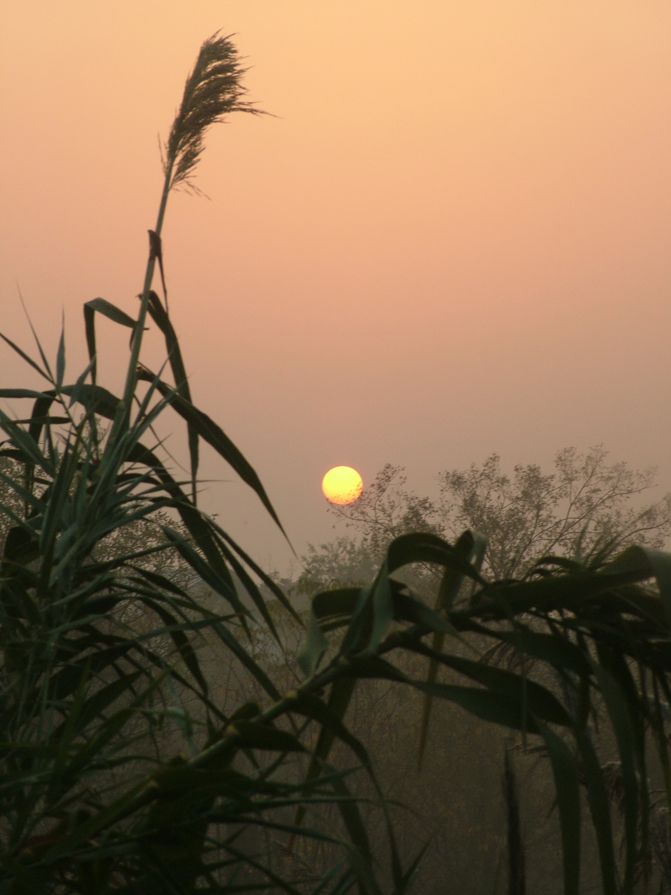 晨起的西溪_图6