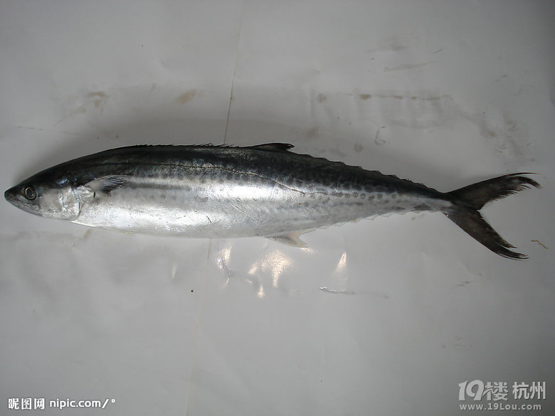 东海马鲛鱼的做法