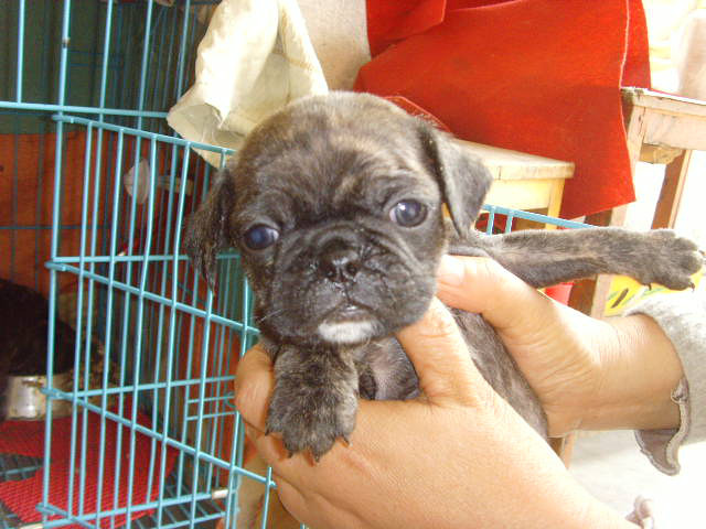 有谁见过虎皮的小巴哥么 ?