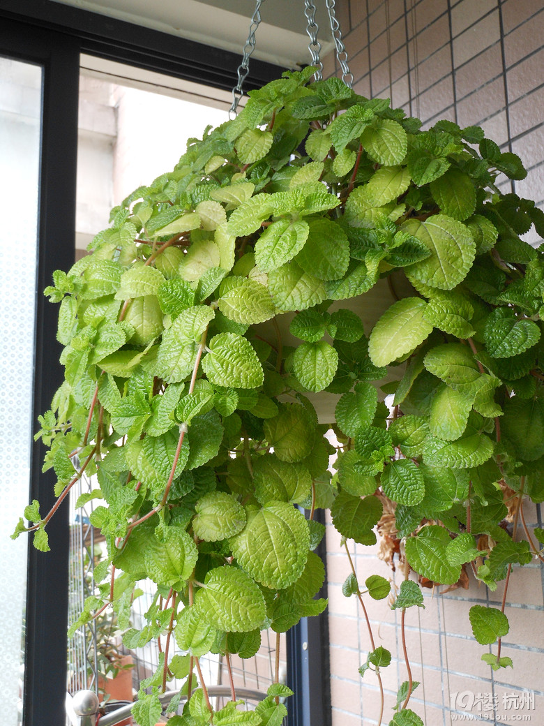 皱叶冷水花皱叶冷水花水培