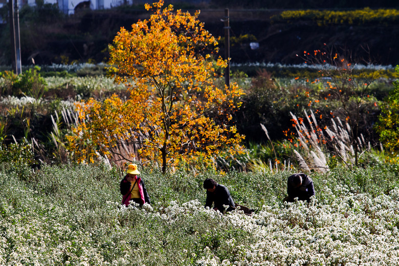 萧瑟秋风今又是,换了人间---塔川