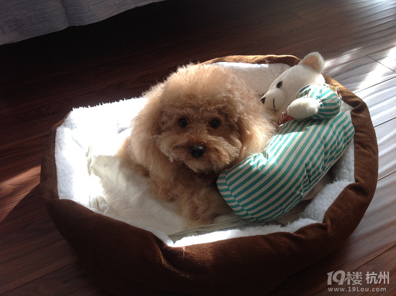 萌宝小q隆重登场