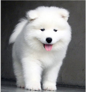 萨摩耶犬 萨摩幼犬 萨摩宝宝