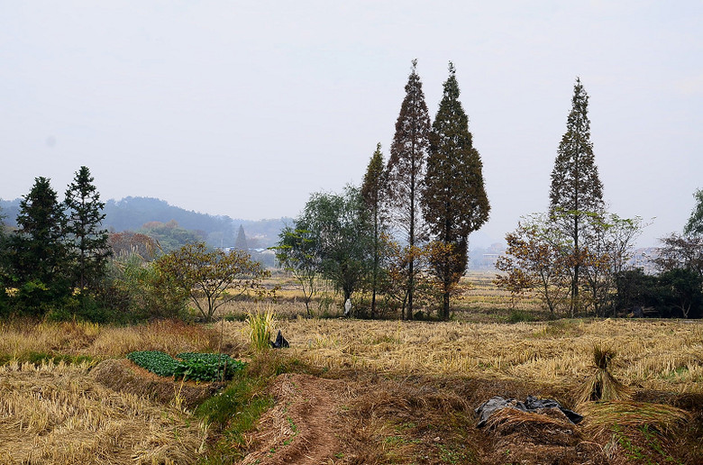 鄉村田野