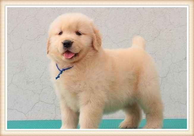 自家繁殖精品大头金毛幼犬 签合同保纯种健康 欢迎咨询