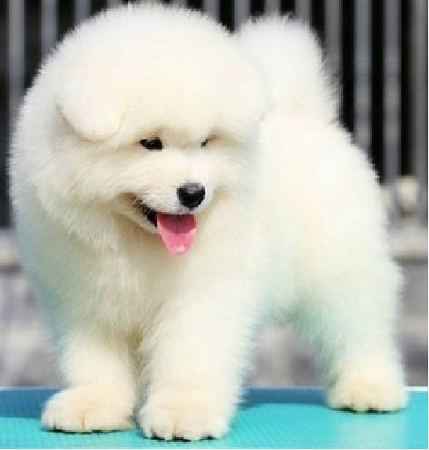 微笑天使萨摩耶