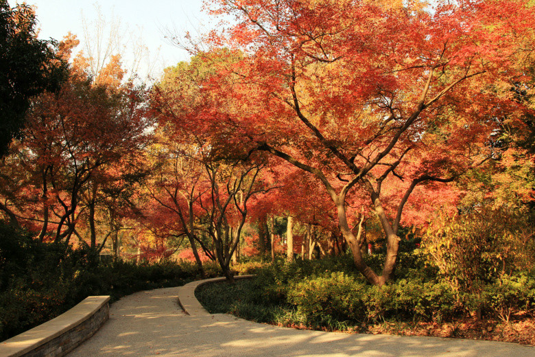 植物园的鸡爪槭.
