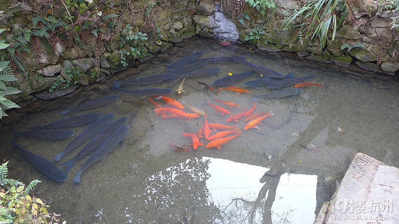    农家院子里的小鱼塘--大的近1
