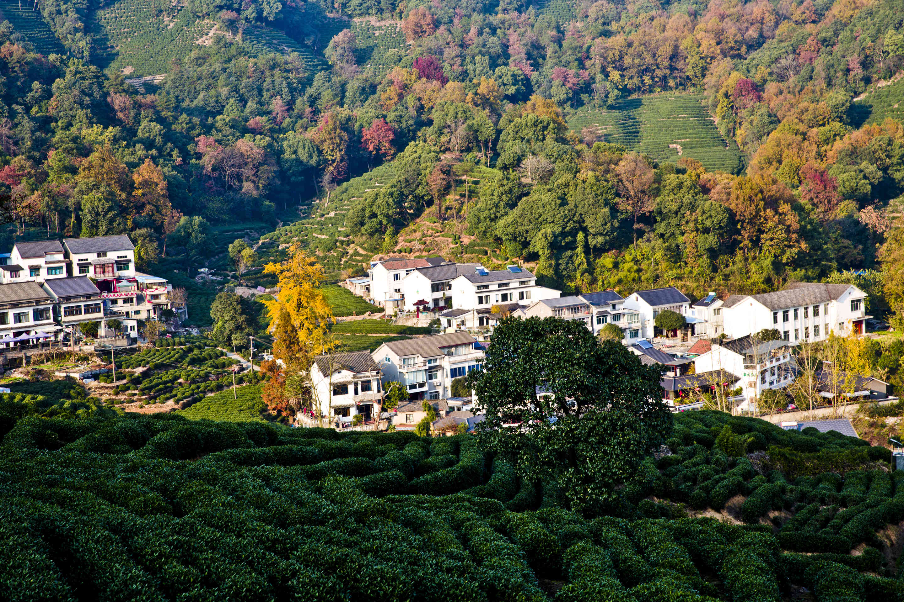 龙井村景区图片