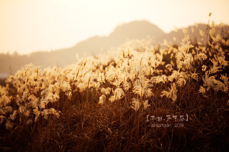 【南湖.蘆葦蕩】