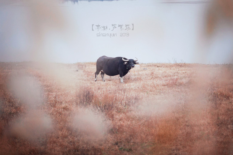 【南湖.蘆葦蕩】