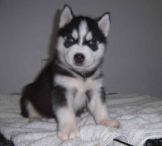 特大优惠 出售纯种哈士奇幼犬 活泼可爱-我要出售-宠物送养区-杭州