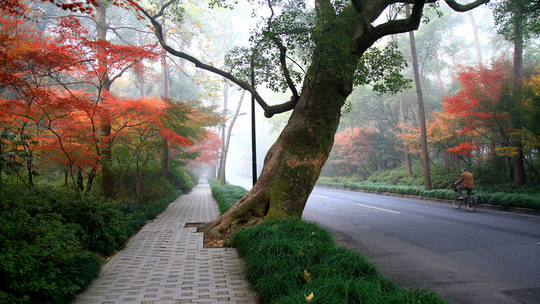 灵隐路的红叶