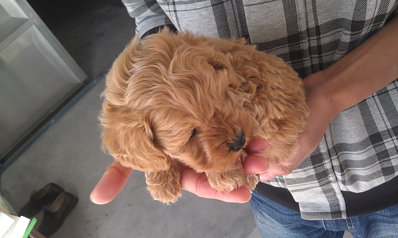 便宜出售 贵宾串串 公 (已出售)