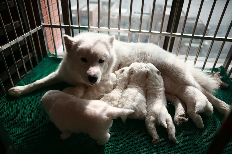 2013年11月18日出生的萨摩耶幼犬20天萌照.