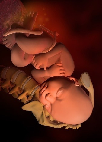 胎儿 入盆 前后 图片图片