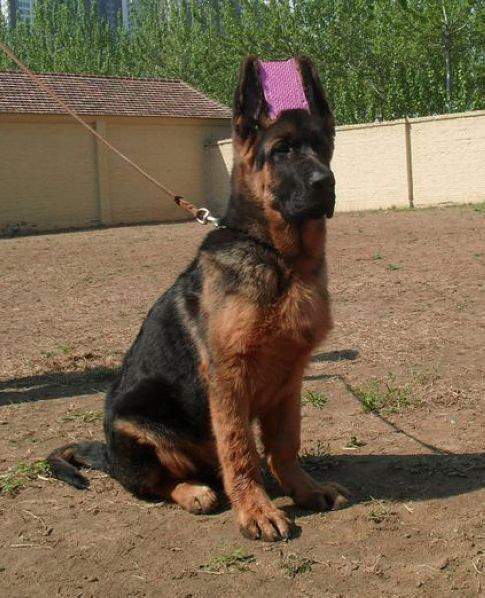 真正锤系大头德牧幼犬待售 喜欢民间大头的朋友联系