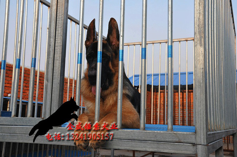 真正锤系大头德牧幼犬待售 喜欢民间大头的朋友联系